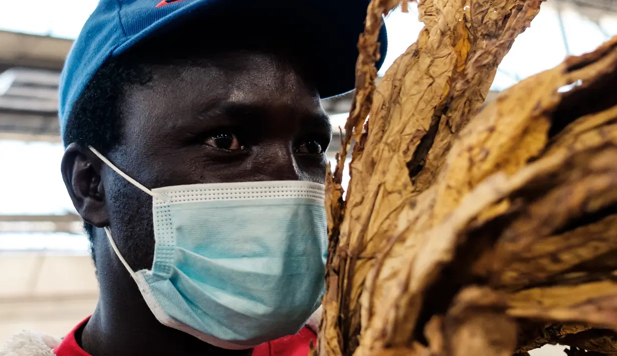 Steady Zvavamwe (38), seorang petani tembakau memeriksa beberapa daun emas selama pembukaan resmi musim penjualan tembakau di Lantai Penjualan Tembakau, Harare, Zimbabwe, 7 April 2021. Musim penjualan tembakau tahun ini dihadiri sedikit petani karena pembatasan COVID-19. (Jekesai NJIKIZANA/AFP)