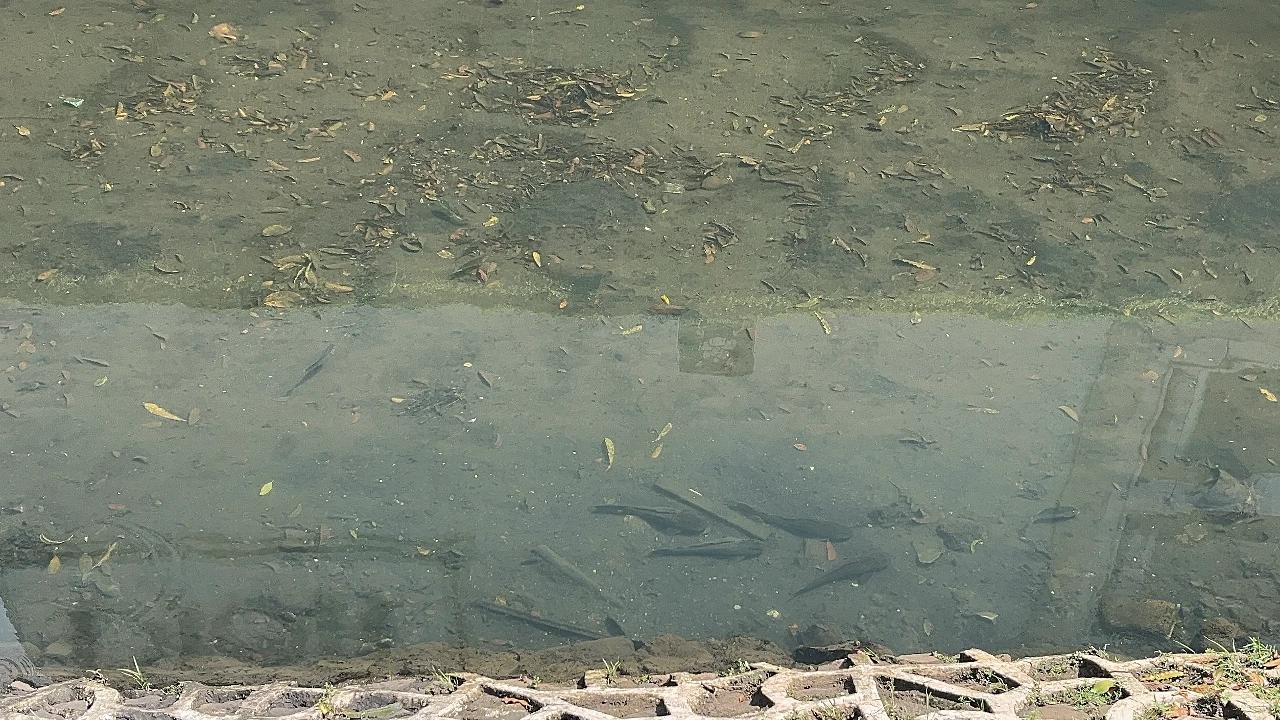 Upaya Pembersihan Belum Maksimal, Ikan Sapu-Sapu Masih Penuhi Kali Cideng