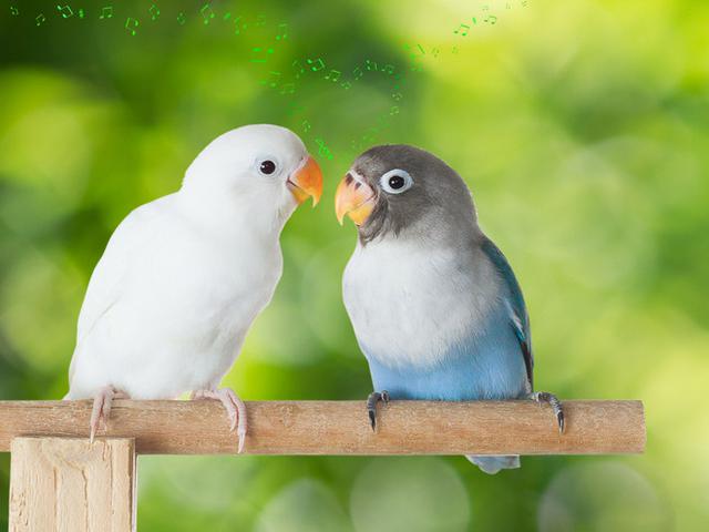11 Cara Membedakan Lovebird Jantan Dan Betina Yang Akurat Kicau Mania Wajib Tahu Citizen6 Liputan6 Com