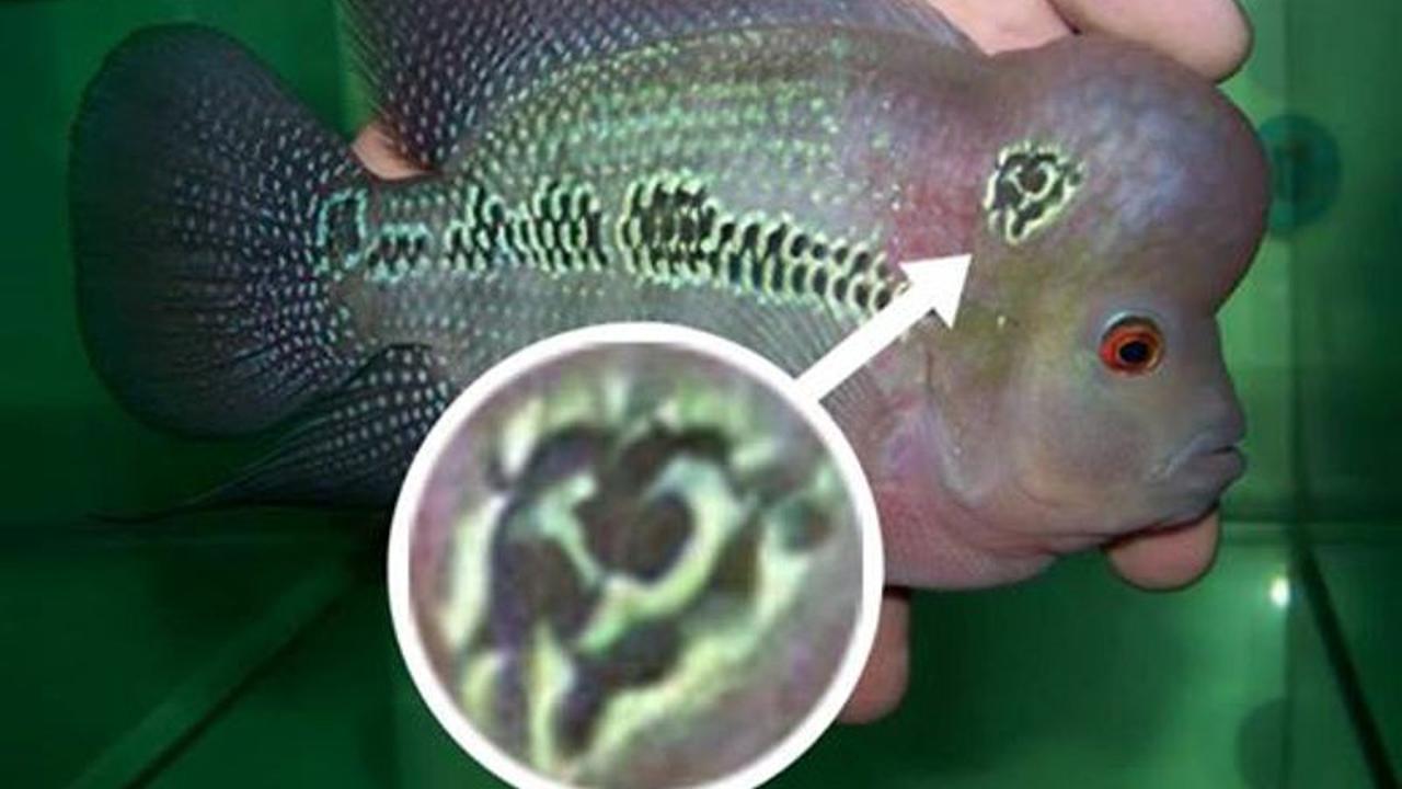 Beredar Foto Ikan Louhan Berlogo PKI, Netizen Riuh