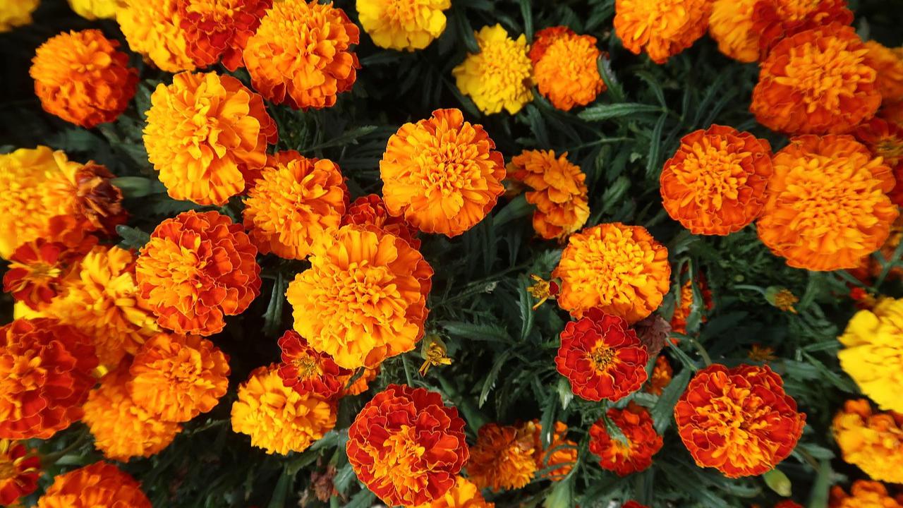 Ilustrasi Marigold