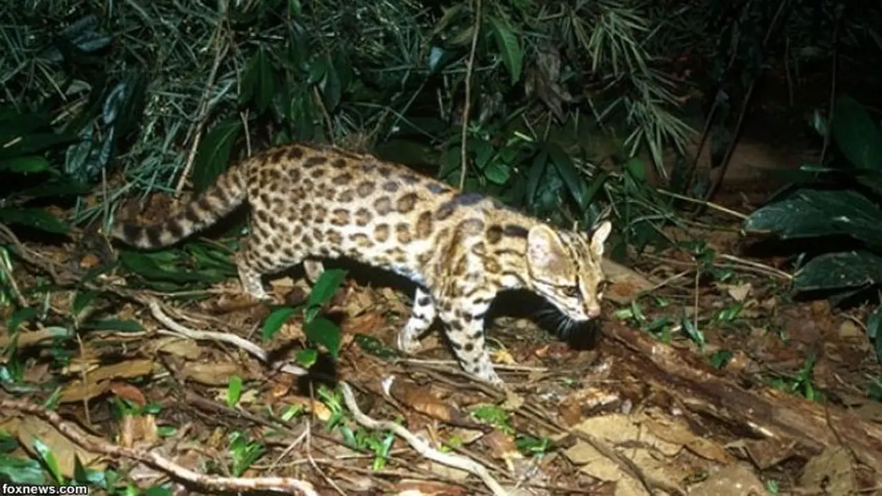 kucing-fox-131128b.jpg