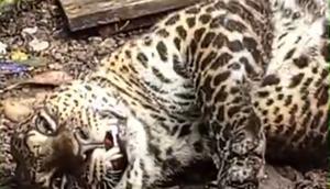 Tangkapan layar macan tutul terjerat di kawasan Gunung Mas Puncak, Kampung Batik, Desa Tugu Selatan, Kecamatan Cisarua, Bogor. (Dok. Istimewa)