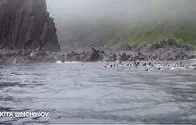 VIDEO: Insting Kuat Gerombolan Singa Laut saat Gempa M 8.8 Rusia, Kocar-kacir Lompat ke Laut Dalam