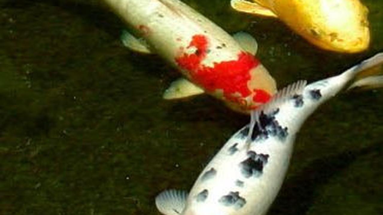 9. Ternak Ikan Hias<br>