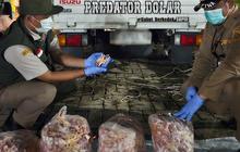 10 Ton Lebih Ceker Ayam Diamankan Balai Karantina Lampung