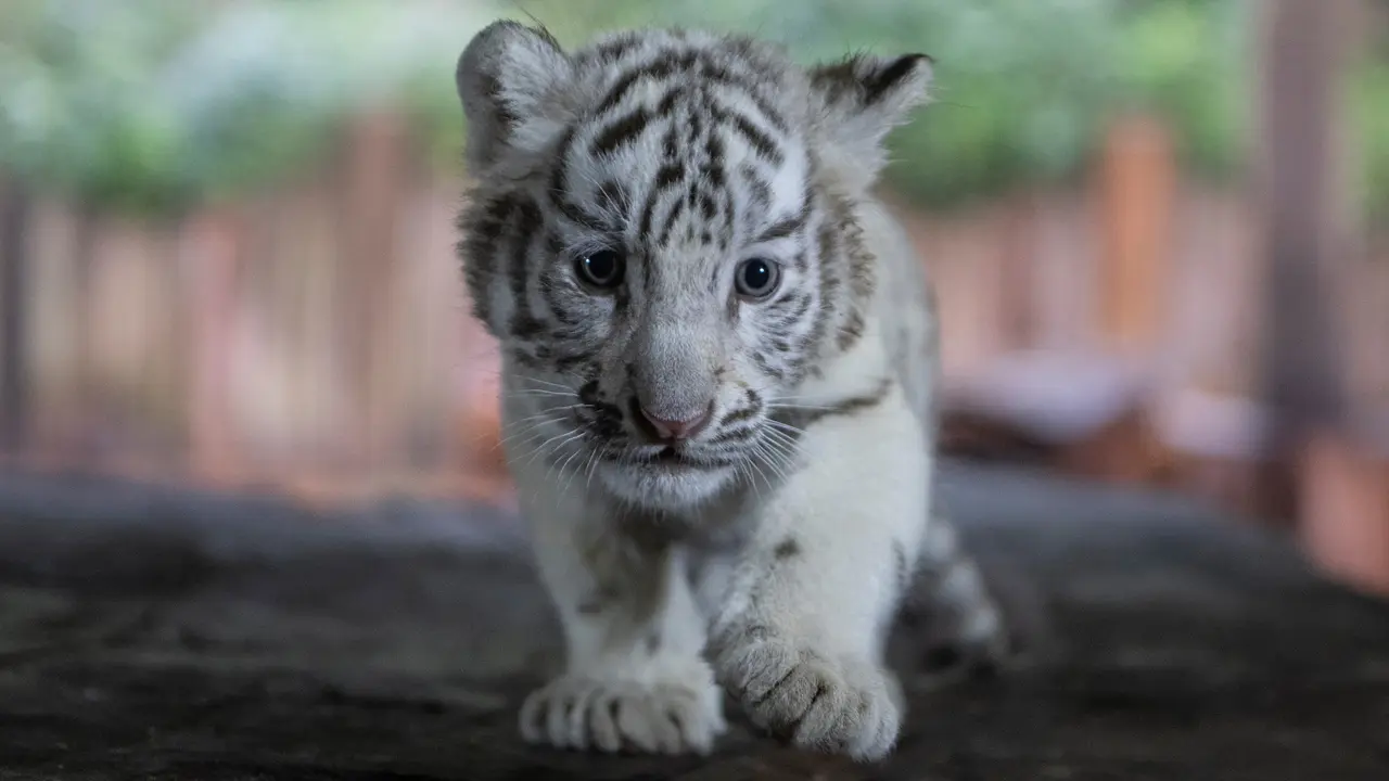 Bayi Harimau Benggala Putih