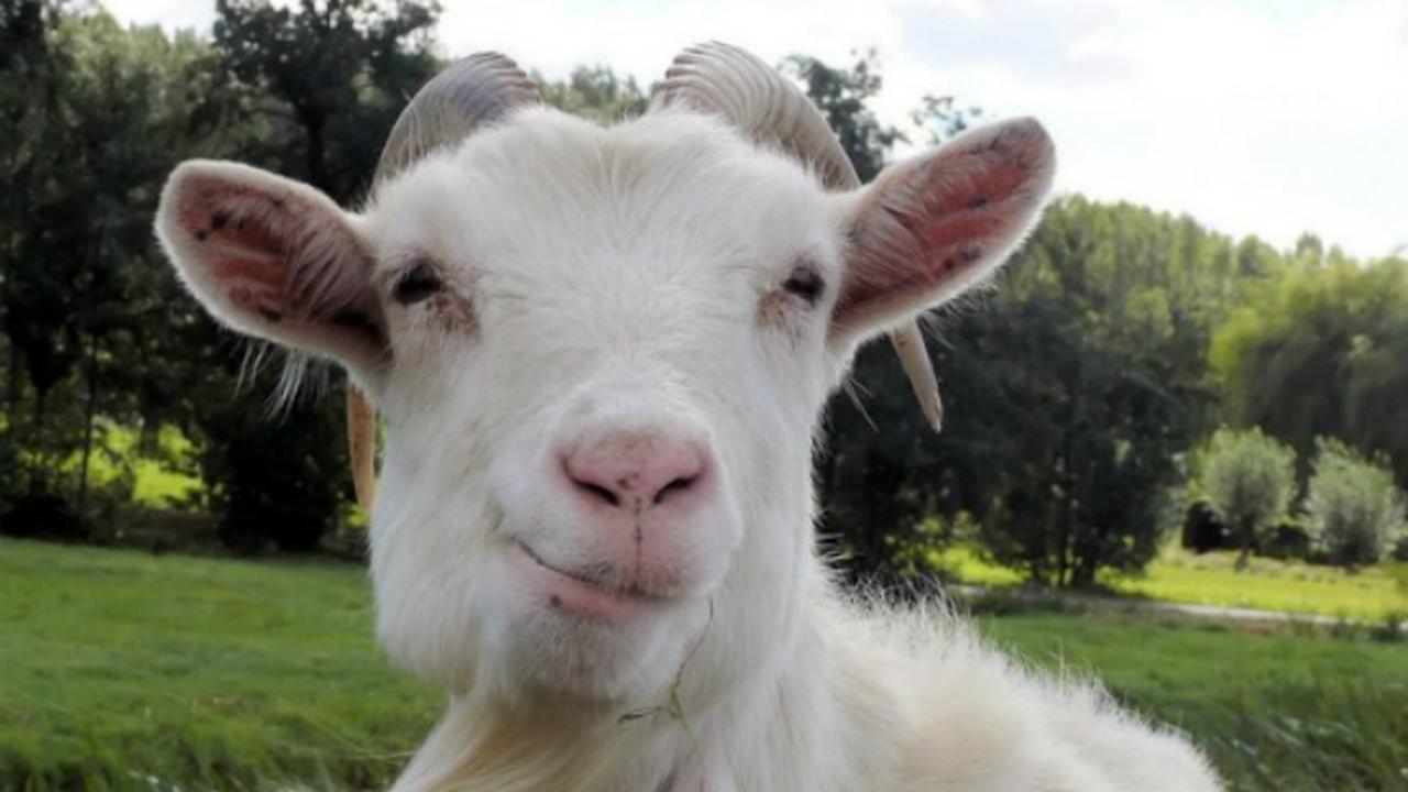 Mengerikan, Kambing Ini Berwajah Manusia