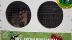 Tiga Orangutan yakni, Puspa orangutan Sumatera (Pongo abelli), Moza dan Junior orangutan Kalimantan (Pongo pygmaeus wurmbii) berada dalam kandang saat akan dilepas ke alam bebas di Jakarta, Selasa (9/2). (Liputan6.com/JohanTallo)