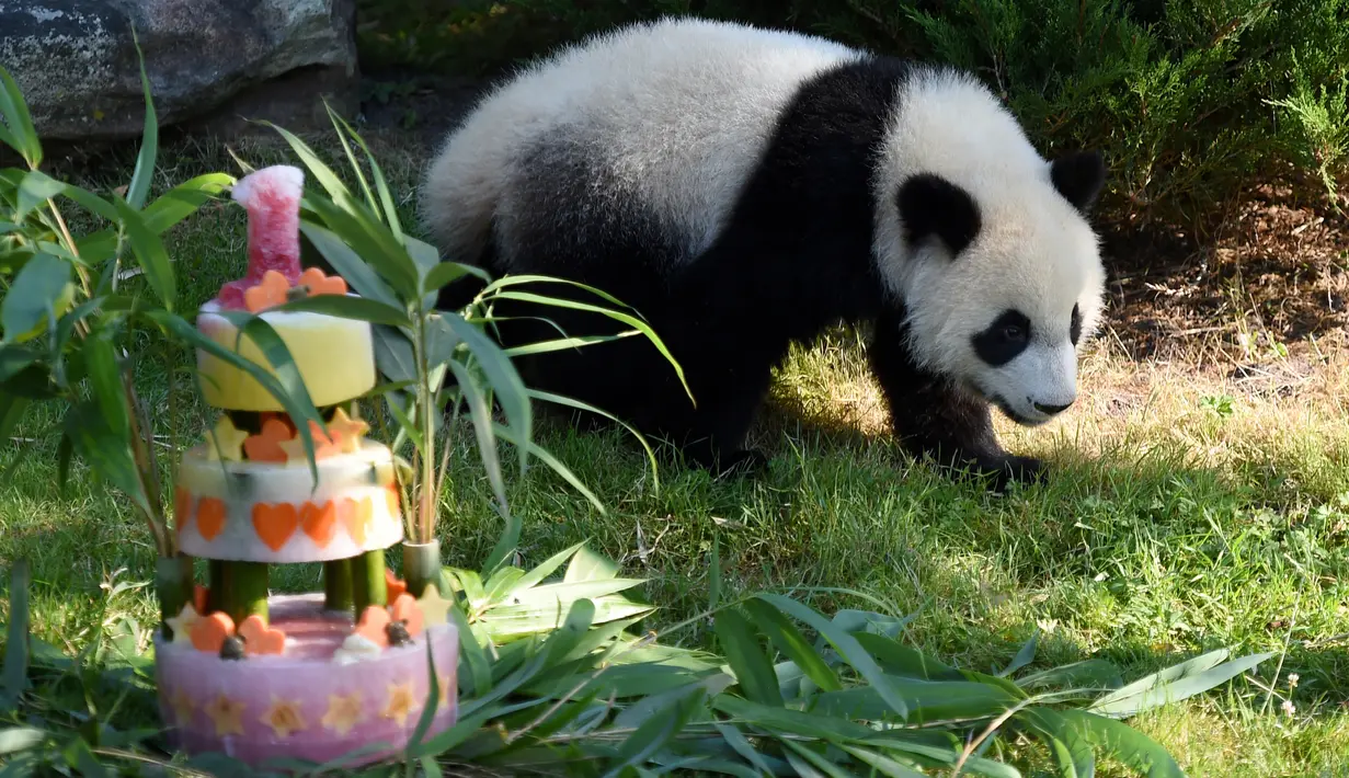 Panda Yuan Meng melihat kue ulang tahunnya di Kebun Binatang Beauval di Saint-Aignan-sur-Cher, Prancis (4/8). Yuan Meng yang lahir di Prancis saat ini telah berumur satu tahun. (AFP Photo/Guillaume Souvant)