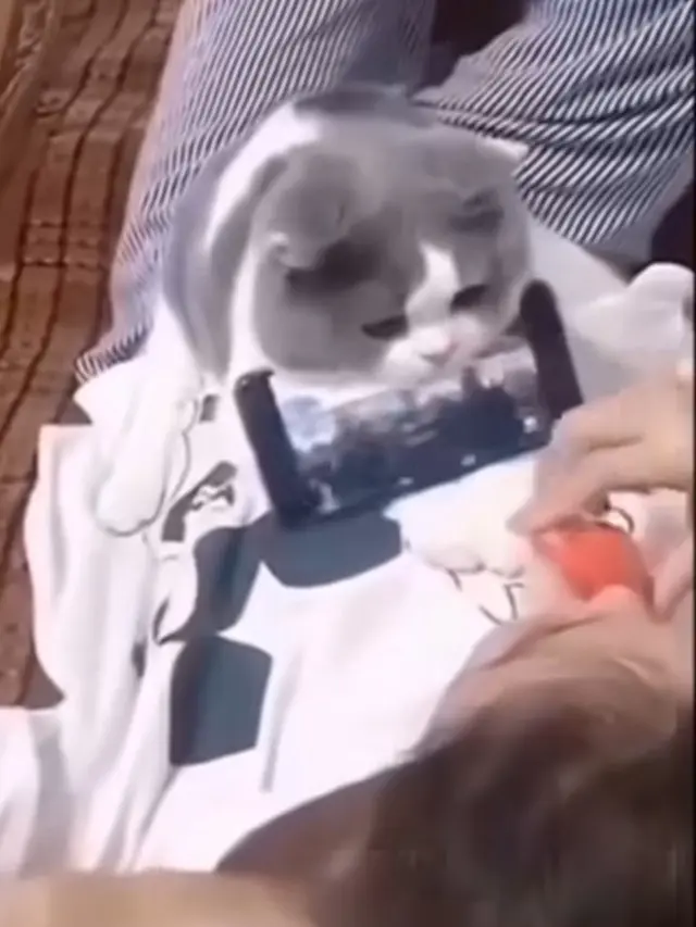 Tingkah Kucing Bermanfaat Bagi Manusia