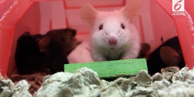 VIDEO: Hati-hati, Ada Virus Baru pada Tikus Rumah