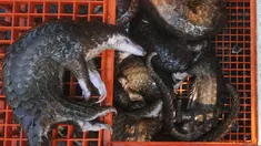 Seekor hewan trenggiling yang mati saat disita pihak berwenang di Belawan, Sumatra Utara (13/6). Tim gabungan Lantamal I dengan Mabes TNI AL berhasil mengamankan ratusan trenggiling senilai USD 190.000 sekitar Rp 2,5 miliar. (AFP Photo/Gatha Ginting)
