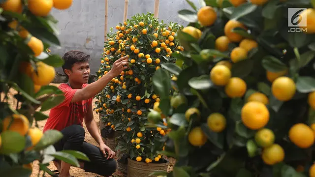 Berburu Jeruk Keberuntungan Jelang Imlek