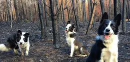 Tiga ekor anjing Border Collie pernah jadi penyelamat hutan Chile, intip kisah selengkapnya! (@summerbordercollie)