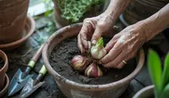 Cara Menanam Bunga Sedap Malam dari Umbi agar Cepat Berbunga dan Wangi