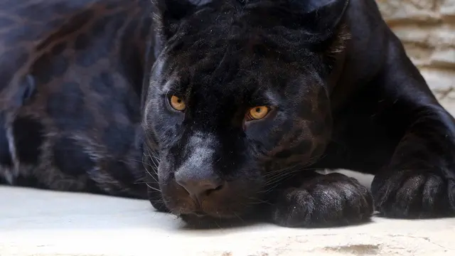 black panther