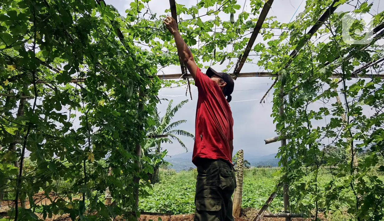 Yoga (29) memanen buah pare dilahannya di Desa Nagrak, Sukaraja, Bogor, Minggu (18/9/2022). Yoga mengubah lahannya untuk menanam pare guna membantu kebutuhan kuliah sang adik. (Liputan6.com/Johan Tallo)