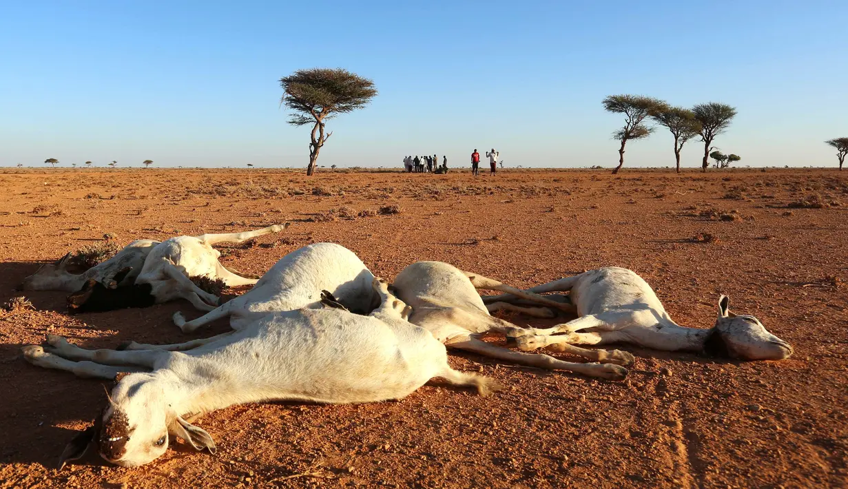 Sejumlah warga berada di dekat bangkai hewan  yang mati kekeringan di Dahar, Puntland, Somalia (15/12). Puluhan hewan ternak dan liar mati mengenaskan sejak beberapa bulan terakhir akibat musim kemarau panjang di wilayah Somalia. (REUTERS/Feisal Omar)