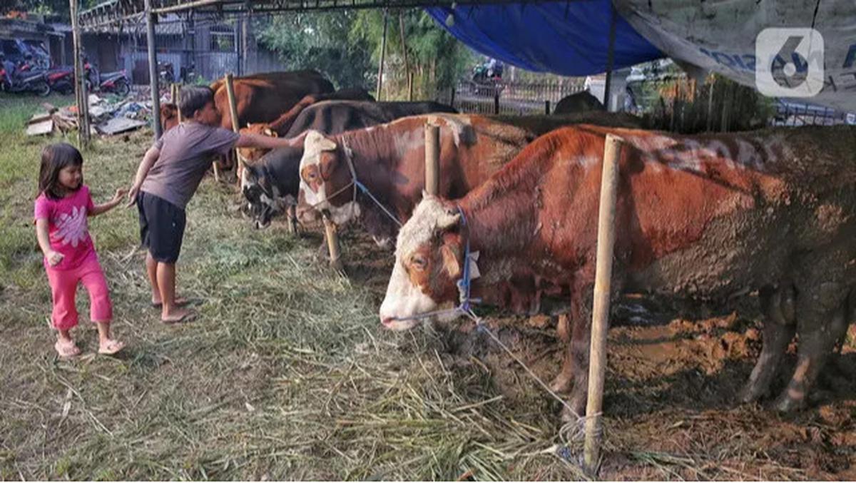 Jelang Idul Adha 1446 Hijriah, Penjualan Hewan Kurban Marak di Jakarta
