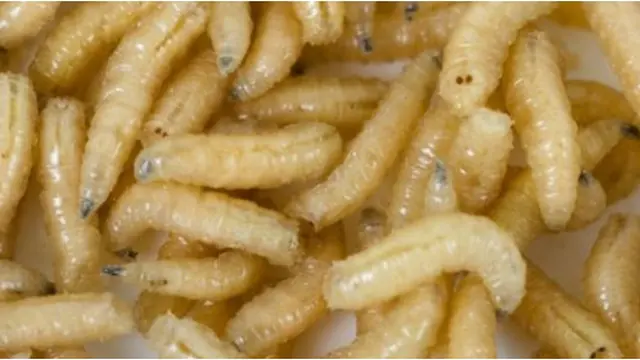 Courtesy ListVerse.com