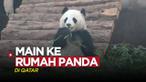 Berita Video, Berkunjung ke Rumah Panda Raksasa yang Berada di Qatar