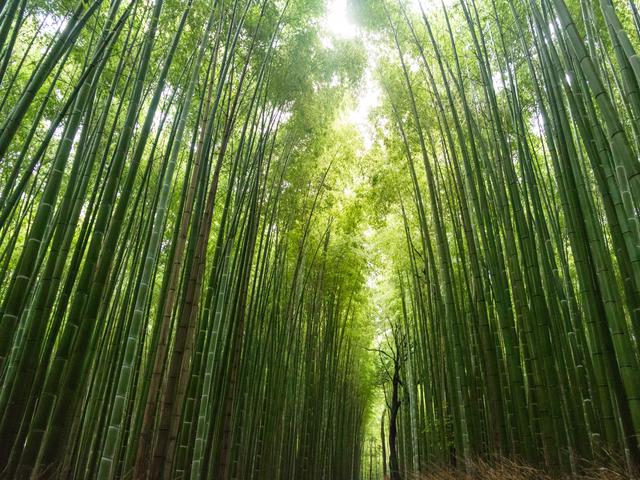 Dulu Tpa Kini Hutan Bambu Keputih Jadi Pilihan Spot Foto Di