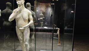Empat artefak masterpiece koleksi Dubois dari Java Man, sebutan bagi penemuan Homo erectus pertama di Indonesia, dipajang di Museum Nasional Indonesia. (dok. Liputan6.com/Dinny Mutiah)