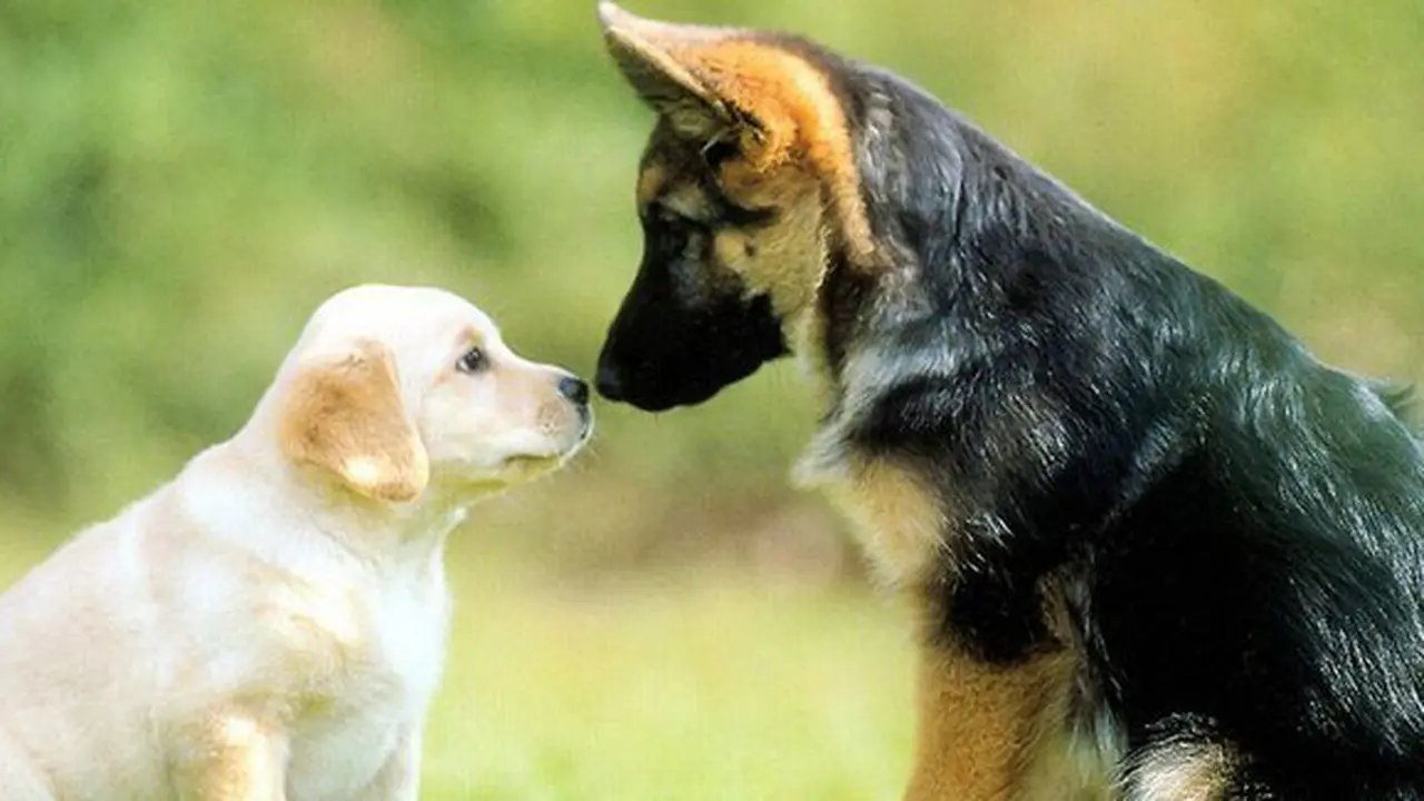 Seekor anjing baik hati berbagi selimut dengan anjing liar | llustrasi Copyright allswalls.com
