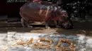 Seekor kuda nil betina bernama Mali melintas di depan roti yang disusun merangkai huruf HBD di di Kebun Binatang Dusit, Bangkok, Thailand, Jumat (23/9). (REUTERS / Chaiwat Subprasom)