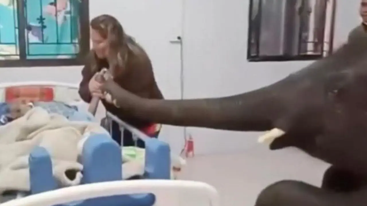 Momen Haru Gajah Jenguk Pemiliknya yang Sedang Sakit, Sopan Masuk Ruangan