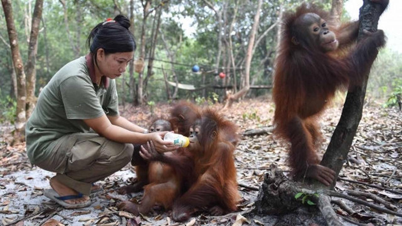 Menengok bayi orang utan selamat dari kebakaran hutan Palangkaraya