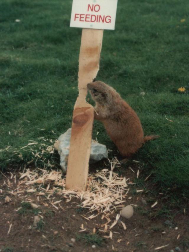 7 Potret Kocak Pemandangan Nyeleneh di Kebun Binatang Ini Bikin Tepuk Jidat
