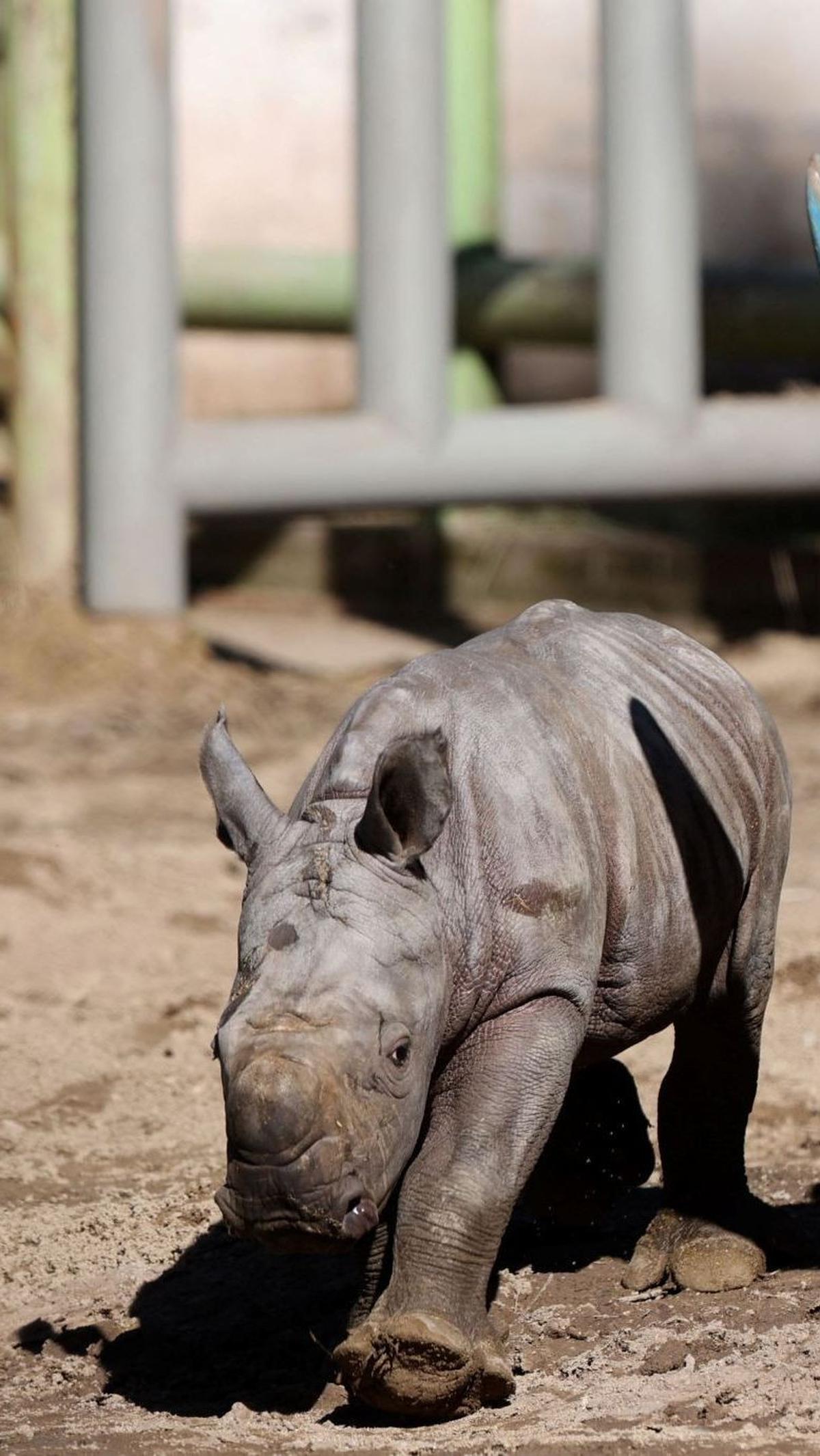 Kelahiran Silverio tidak hanya menjadi momen penting bagi Kebun Binatang Buin, tetapi juga memberikan harapan baru bagi masa depan spesies ini. Foto: RAUL BRAVO / AFP