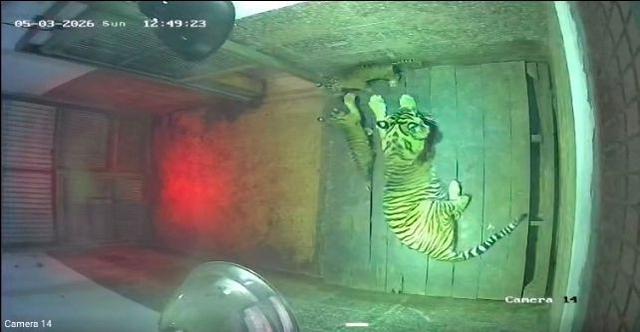 Induk Harimau Korban Jerat Liar