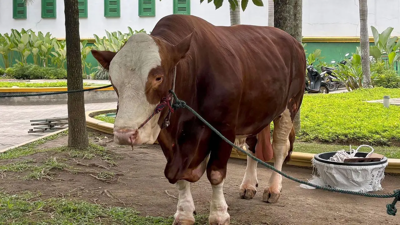 Sapi Kurban Prabowo Subianto