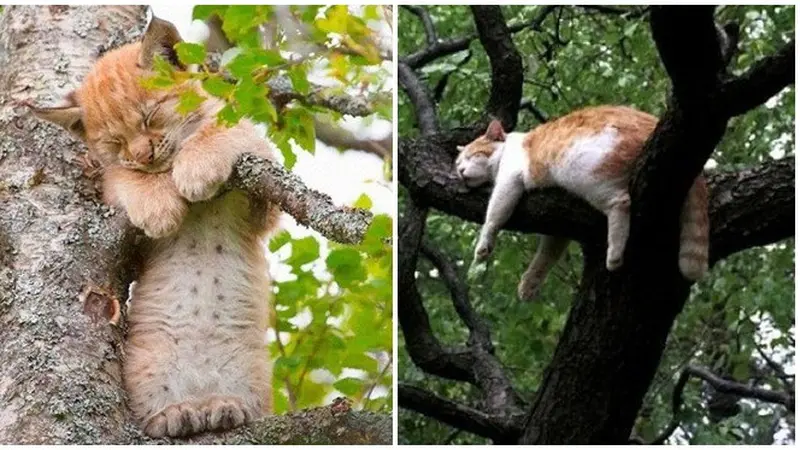 8 Pose Kucing saat Tidur di Pohon Ini Bikin Gemas Sekaligus Geregetan