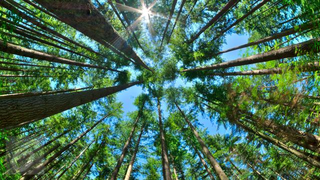 Pohon Tertinggi Di Dunia Lebih Panjang Dari Lapangan Sepak