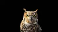 Animals with the best night vision. (Photo: James Lee/Unsplash)