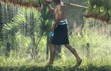 BPS Ungkap Mayoritas Petani di Indonesia Cuma Lulus SD