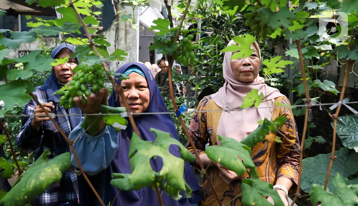 Anggota Komunitas Anggur Jakarta (KAJ) mengikuti kegiatan Akademi Urban Farming di Arga Urban Farming Kawasan Pancoran, Jakarta, Selasa (16/5/2023). (Liputan6.com/Herman Zakharia)