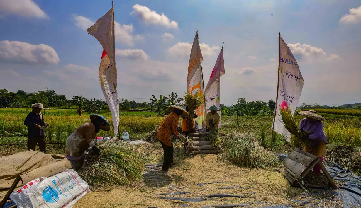 Jumlah tersebut diperkirakan akan terus bertambah seiring masih berlangsungnya masa panen raya di berbagai wilayah. Tampak dalam foto, petani memanen padi jenis Inpari 32 di Kampung Tematik Mulyaharja, Bogor, Jawa Barat, Rabu (6/5/2026). (merdeka.com/Arie Basuki)