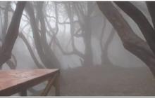 Pemandangan Halaman Belakang Warung di Jawa Barat Ini Viral, Bak Hutan di Film Harry Potter