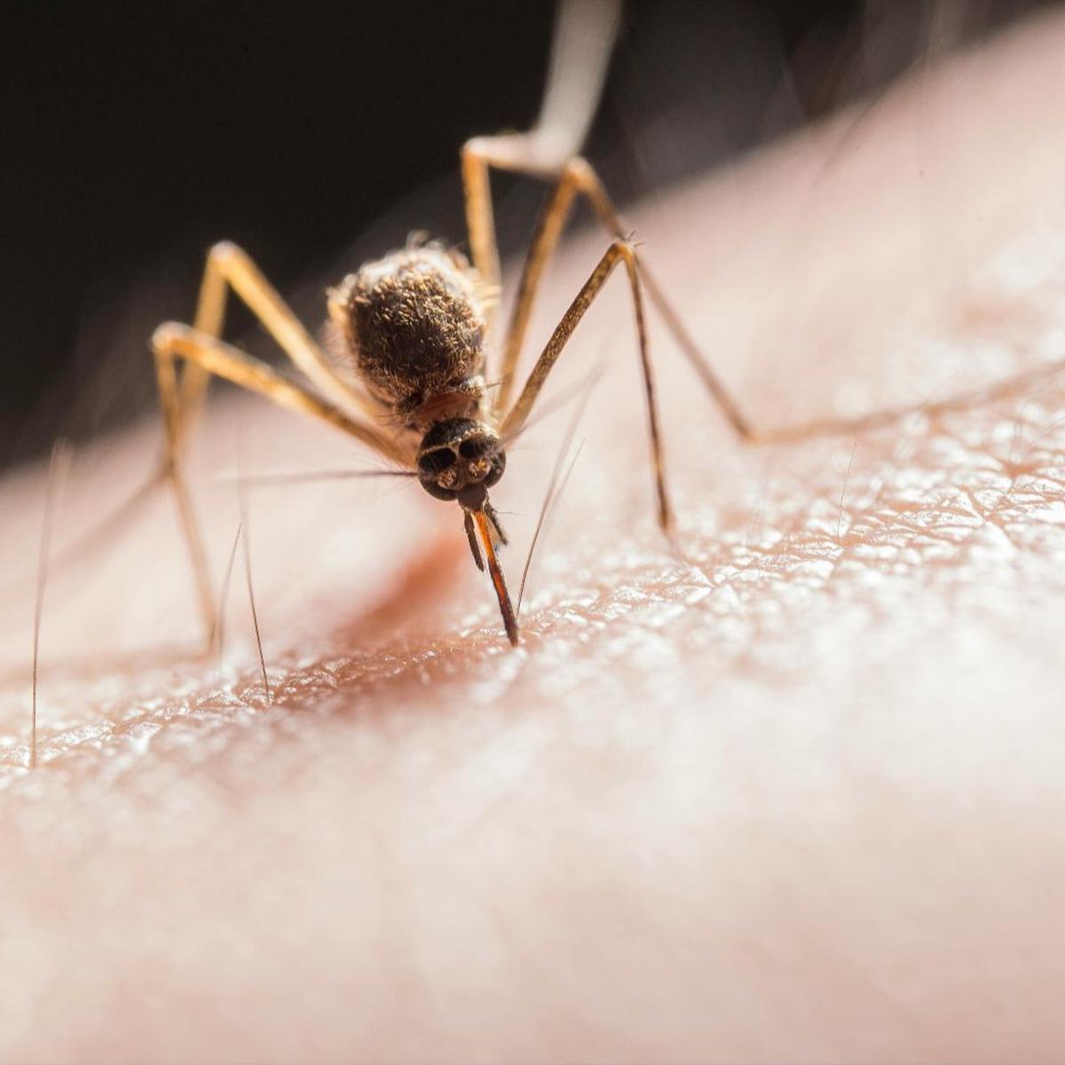 malaria