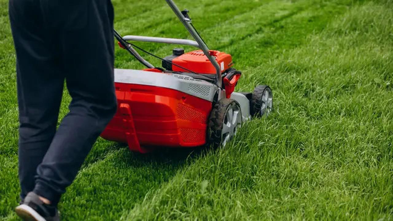8 Cara Cegah Ular Kobra Masuk ke Kebun Rumah Tanpa Racun, Aman dan Efektif