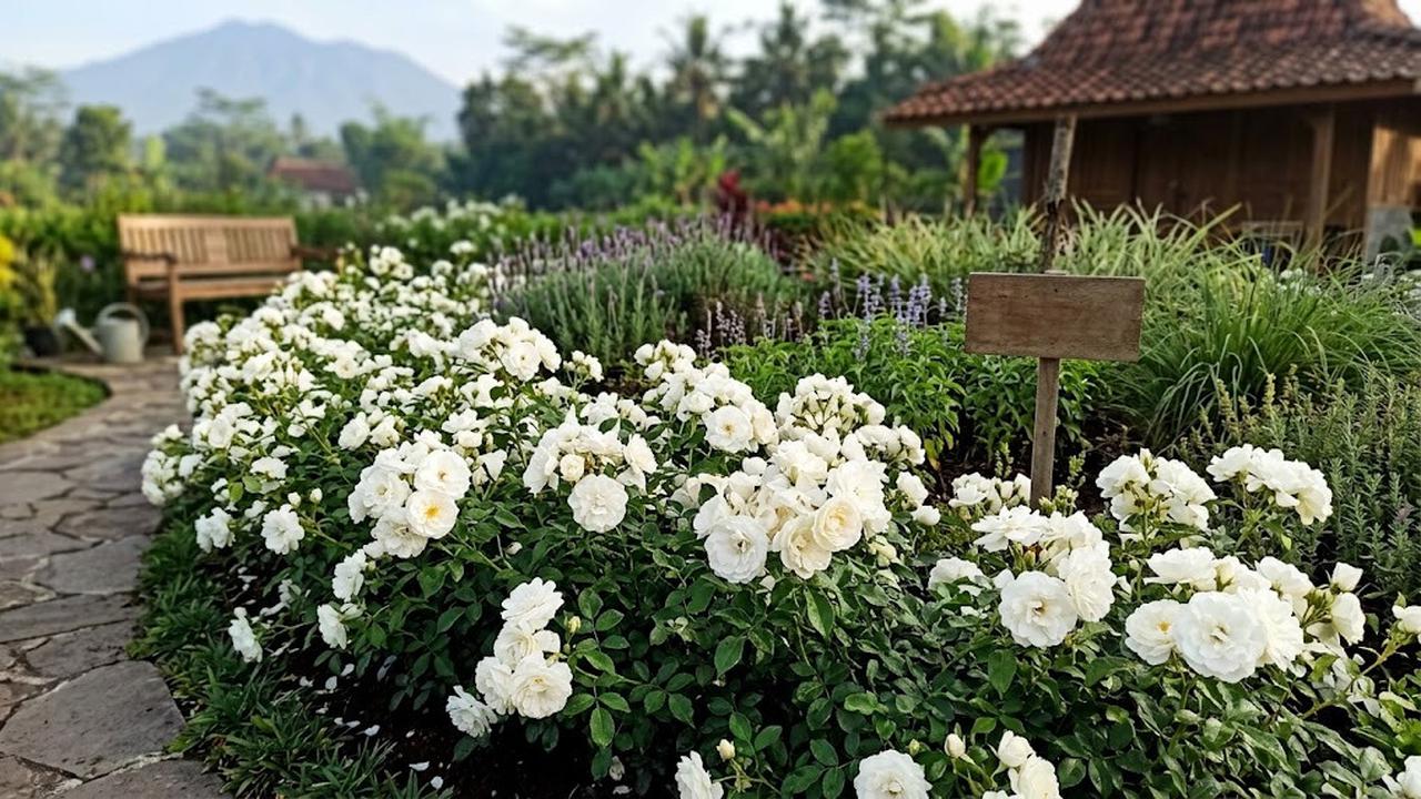 Mawar Floribunda/AI Generated