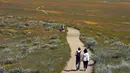 Antelope Valley adalah salah satu dari selusin lokasi yang direkomendasikan oleh Departemen Taman dan Rekreasi California untuk melihat bunga liar. (AP Photo/Marcio Jose Sanchez)