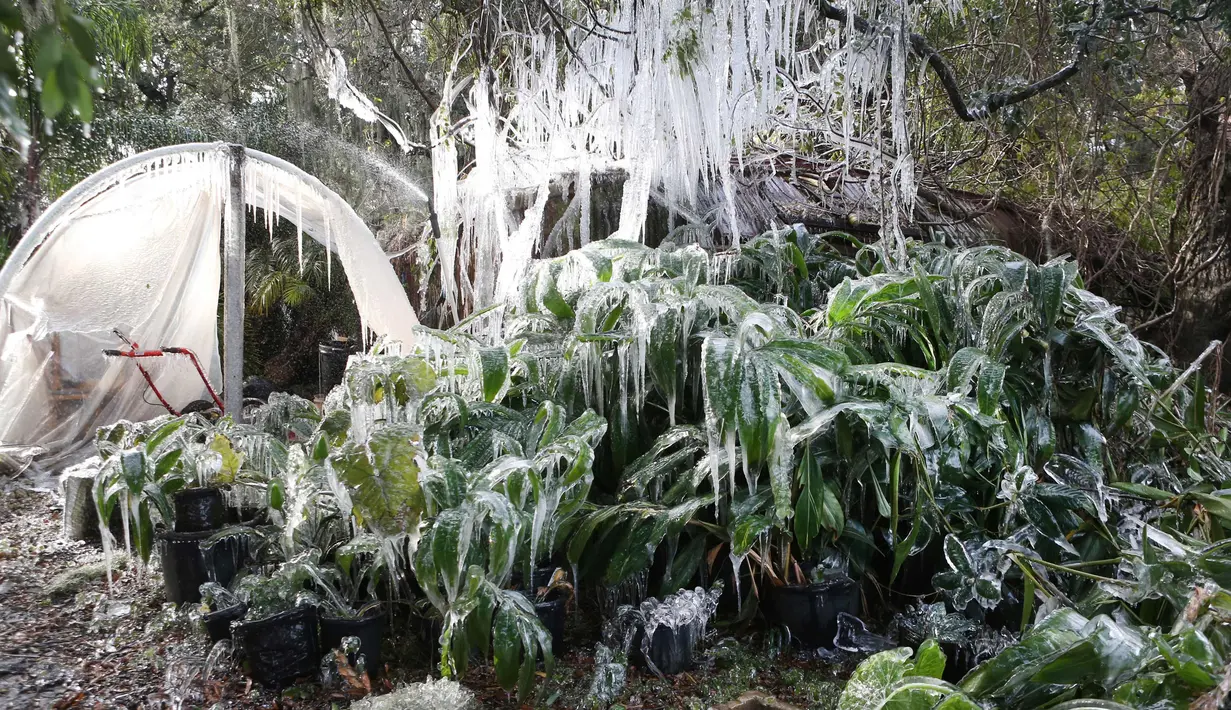Es yang membeku di pohon dan tanaman di Calo Farms LLC di Panama City, Fla (3/1). Cuaca ekstrem yang melanda daerah di AS membuat petani menyemprotkan air ke tanaman untuk membantu melindungi dari suhu yang sangat dingin. (Patti Blake/News Herald via AP)