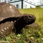 Potret kura-kura Jonathan yang saat ini berusia sekitar 190 tahun di St. Helena.  (dok. Guinness World Records)