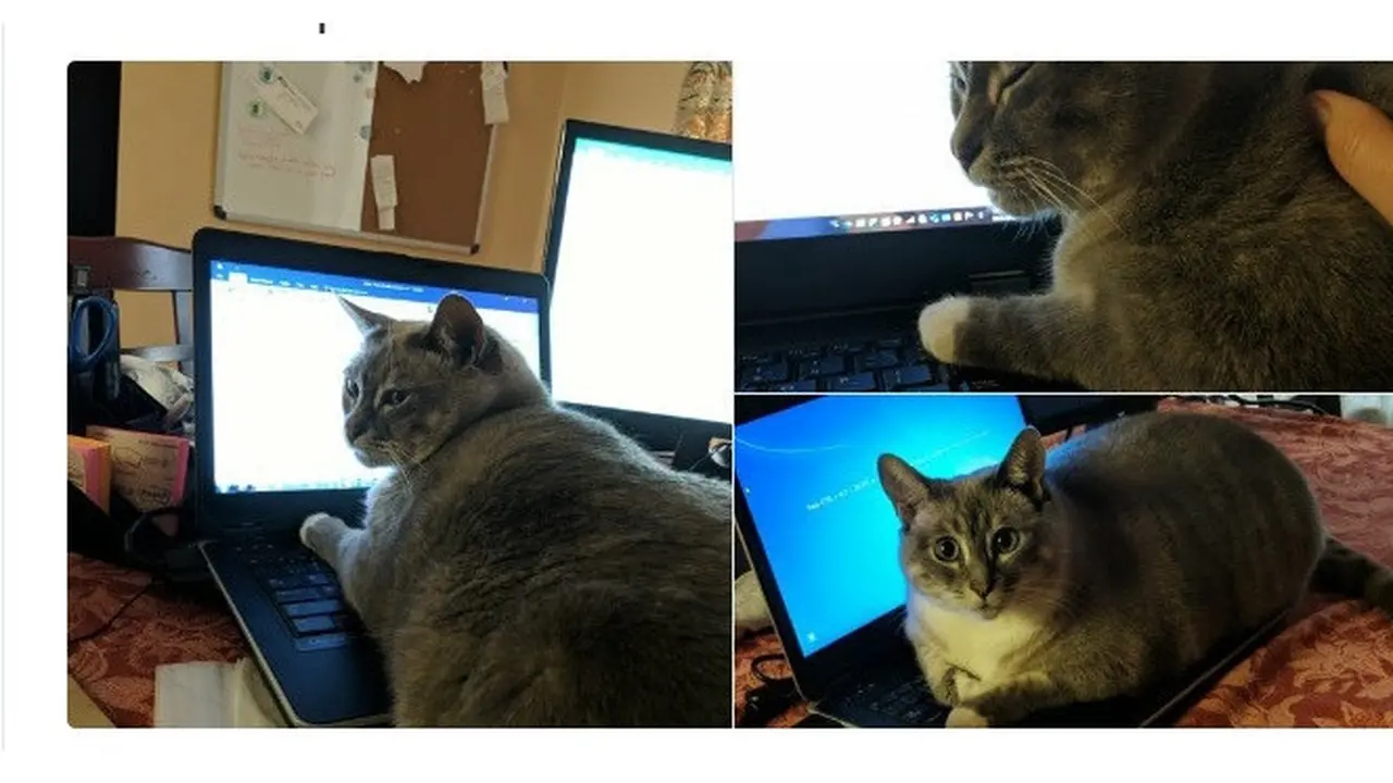 6 Aksi Kucing Menganggu Majikan saat Bekerja dari Rumah Ini Bikin Gemas